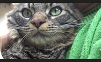 virus e animali domestici non contagiano ma possono essere infettati
