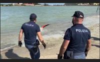 cagliari liberato il fenicottero poli era ferito vagava in centro