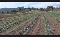 invasi pieni nella sardegna centrale sorridono agricoltura e turismo
