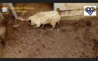 olbia canile lager animali uccisi e truffa milionaria due indagati