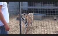 sestu il circo bellucci fermato dal covid e sostenuto dalla gente