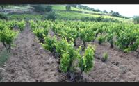 mamoiada e il boom del vino ora vogliamo la d o c per il territorio
