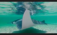spettacolare avvistamento a stintino la manta incanta la spiaggia