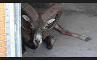 muflone azzannato da cani randagi a rischio la colonia di golfo aranci