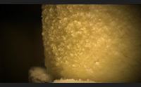 pecorino romano dop il consorzio di tutela festeggia i 40 anni