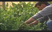 mondo agricolo