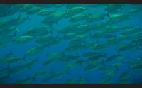 alghero a pesca di rifiuti nell area marina di capo caccia isola piana