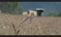 oliena dalla mietitura al pane d orzo scommessa dello chef biologo