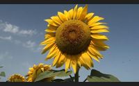 sardara tutti pazzi per i girasoli ecco i fiori della ripartenza