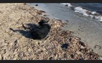 alghero una nuova spiaggia per i cani sul litorale bando per la gestione