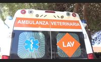 san vero milis randagismo e animali avvelenati l allarme della lav