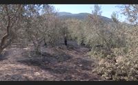 orgosolo e sarule disastro ecologico ora lo stato di calamit