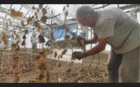 allarme nei campi dell oristanese frutta e ortaggi bruciati dal caldo