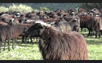 arbus il marchio pecora nera modello fra le biodiversit isolane