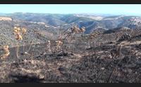 fuoco nel sarcidano a mandas 800 ettari in fumo appello del sindaco