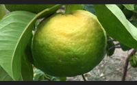 una ricerca sulla pompia frutto da scoprire un farmaco prodigioso