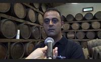 vendemmia per la vernaccia ottima annata i produttori fanno rete