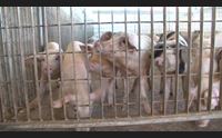 peste suina affondo di coldiretti battaglia vinta stop alle restrizioni
