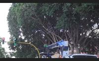 taglio degli alberi basta polemiche foreste verdi citt del futuro