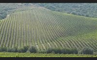 vendemmia 2020 previsioni confermate per l isola un ottima annata