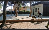 san vero milis cani e gatti avvelenati ecco le unit cinofile della forestale