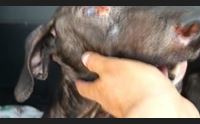 olbia animali maltrattati e uccisi la lida lancia l allarme crudelt