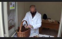 olbia al via la raccolta dei funghi l esperto evitare ogni rischio