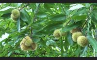 desulo stagione ottima per le castagne ma il covid frena le vendite