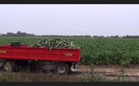 samassi la raccolta dei carciofi le piogge hanno salvato la stagione