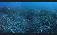 sardegna azzurra domani alle 14 30 su videolina alla scoperta del mare di pula