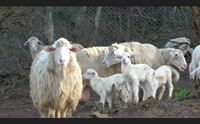 crisi e covid tagliano il prezzo degli agnelli i pastori troppo basso