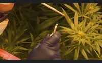 cannabis legale si lavora a una norma regionale occasione di sviluppo