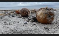 alghero operazione spiagge pulite tutto l anno