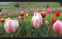 turri apre il parco dei tulipani 300mila fiori in mezzo alla marmilla