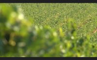 serdiana referente per il sud sardegna delle citt del vino