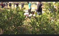 sassari una domenica di speranza nel roseto delle principesse