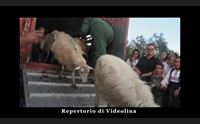 sa paradura la storia di elia dal tg di videolina a prime video