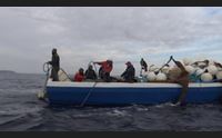 portoscuso al via la stagione di pesca del tonno in mare ancore e reti