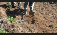 piantare 5 mila alberi da bitti una ripartenza ambientale