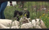 sassari cani da microchippare i veterinari dell ats nelle aziende agricole