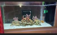 alghero corallo vivo in acquario il primo in italia
