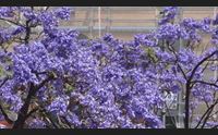 cagliari le jacarande tingono la citt di viola succede in poche citt
