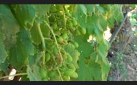 vigne danneggiate dalla grandinata basso campidano in crisi
