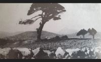 i 150 anni della deledda a nuoro i volontari realizzano un parco