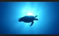 muravera nido e uova di caretta caretta scoperte col drone
