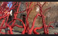 alghero ritorna l albero di corallo simbolo del turismo culturale
