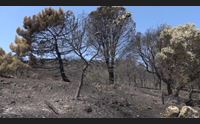 allerta incendi canadair nell oristanese alte temperature nel week end