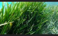 la posidonia e le spiagge risorsa e protezione uno studio nel sinis