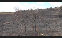 mandas dopo l incendio il trenino verde ritorna sui binari