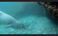 il parco di la maddalena diventa luogo di studio sulla foca monaca